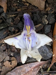 Gmelina leichhardtii