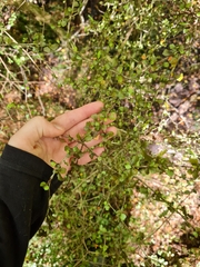 Elaeocarpus hookerianus