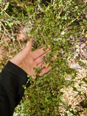 Elaeocarpus hookerianus