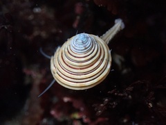Calliostoma canaliculatum