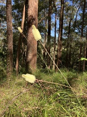 Xanthorrhoea macronema
