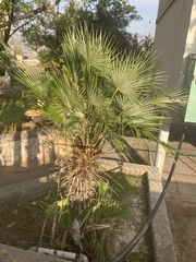 Chamaerops humilis