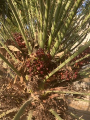Chamaerops humilis