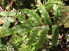Blechnum procerum