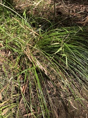 Xanthorrhoea macronema