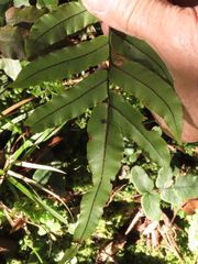 Blechnum procerum