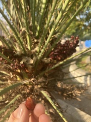 Chamaerops humilis