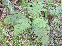 Leptopteris hymenophylloides