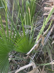 Chamaerops humilis