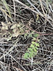 Sibbaldianthe orientalis