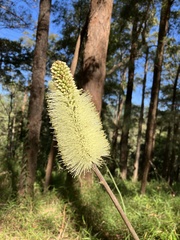 Xanthorrhoea macronema