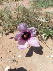 Hibiscus microcarpus