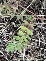 Sibbaldianthe orientalis
