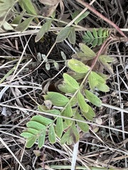 Sibbaldianthe orientalis