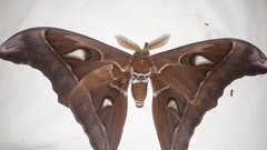 Coscinocera hercules