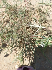 Hibiscus microcarpus