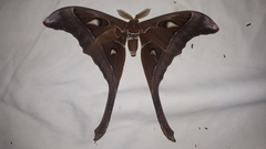 Coscinocera hercules