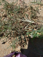 Hibiscus microcarpus