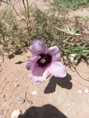 Hibiscus microcarpus