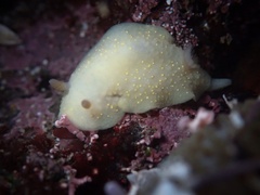 Cadlina modesta