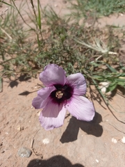 Hibiscus microcarpus