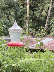 Chaetocercus mulsant