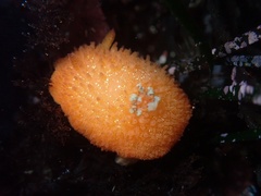 Acanthodoris lutea