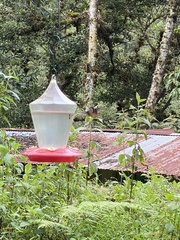 Chaetocercus mulsant