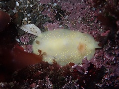 Cadlina modesta