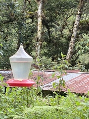 Chaetocercus mulsant