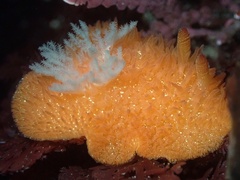 Acanthodoris lutea