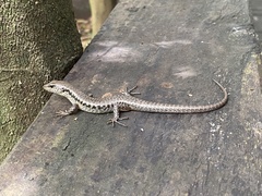 Concinnia tenuis