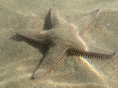 Astropecten armatus