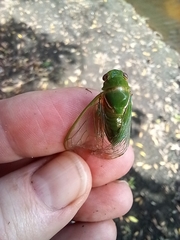 Glaucopsaltria viridis