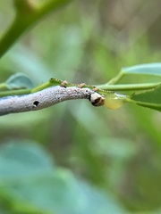 Bastilla