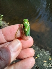 Glaucopsaltria viridis