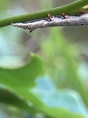 Bastilla