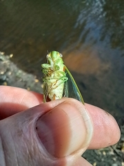 Glaucopsaltria viridis