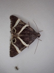 Grammodes ocellata