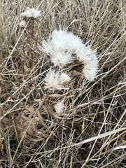 Saussurea salicifolia