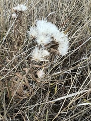 Saussurea salicifolia