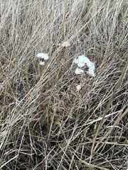 Saussurea salicifolia