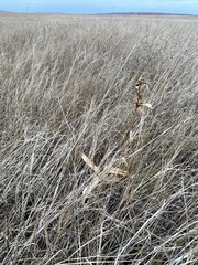 Gentiana macrophylla
