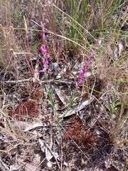 Comesperma polygaloides