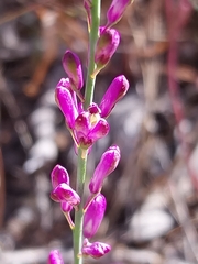 Comesperma polygaloides