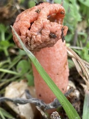 Simblum sphaerocephalum