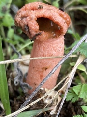 Simblum sphaerocephalum