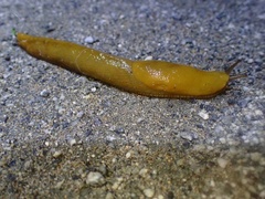 Ariolimax californicus