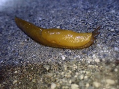 Ariolimax californicus