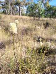 Ptilotus macrocephalus